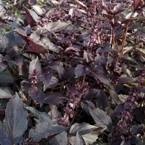 Basil Purple Ruffles