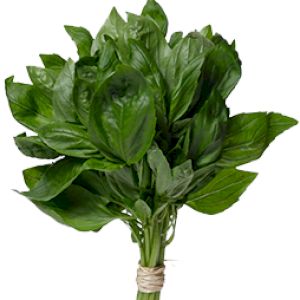 Basilic Vert
