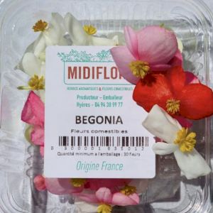 Begonia 