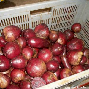 Beet 