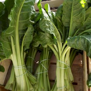 Chard Spinach