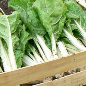 Chard 