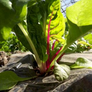 Chard 