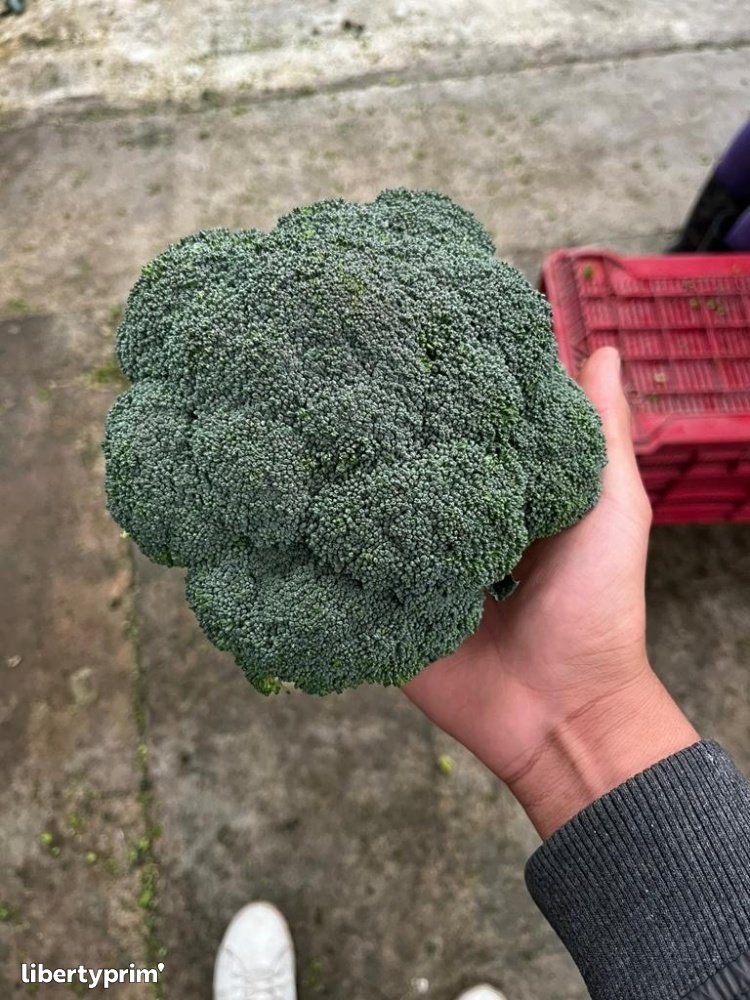 Broccoli Class 1 Mexico Producer - Rancho Guadalupe  | Libertyprim