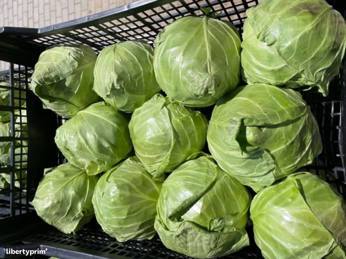 Cabbage White Class 1 Macedonia North Import & Export - Agrokapital | Libertyprim