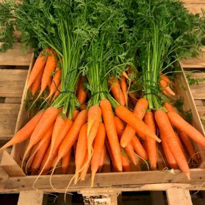 Carrot Fane