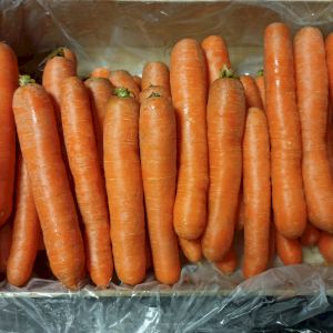 Carrot Nantaise
