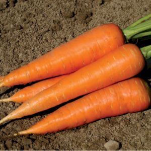 Carrot Nantaise