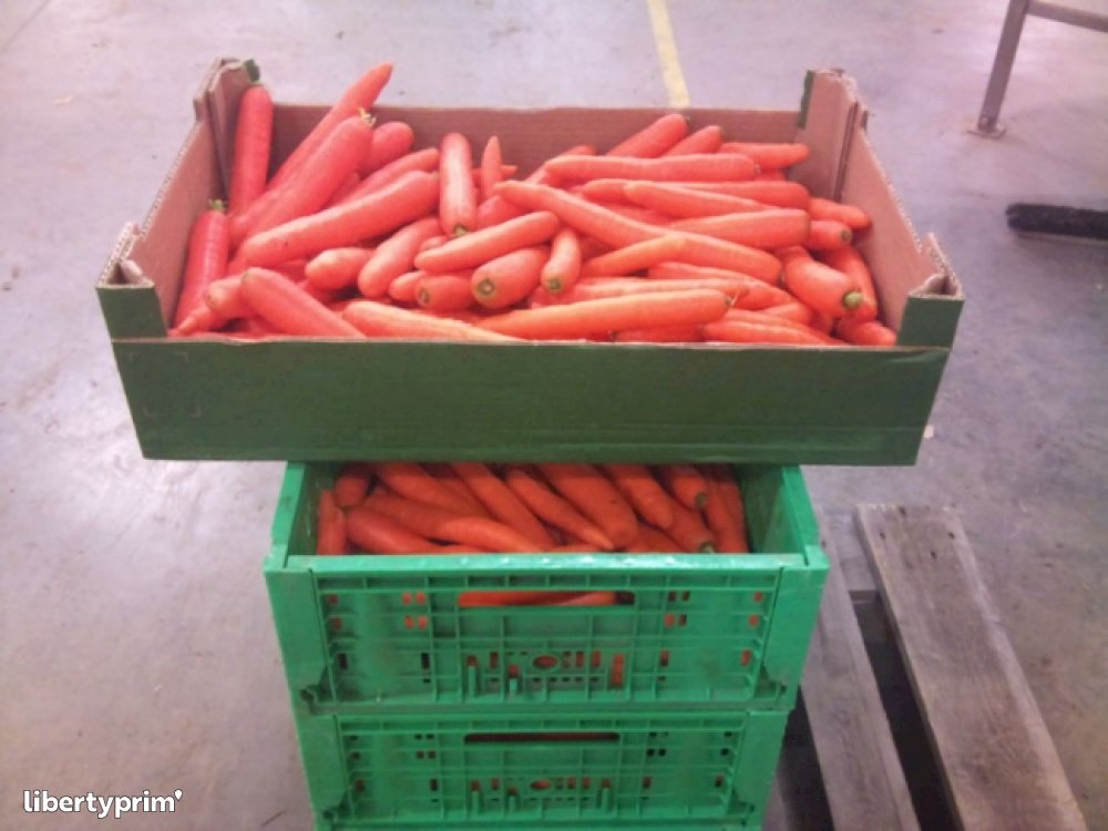 Carrot Slovakia Producer - AGREL | Libertyprim