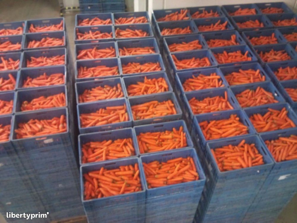 Carrot Slovakia Producer - AGREL | Libertyprim