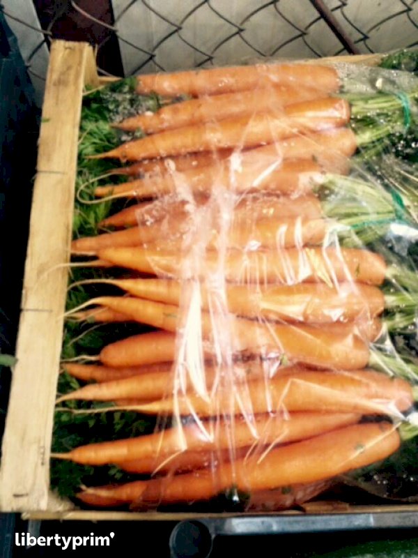 Carrot Spain Import & Export Agropecuaria d'Argentona Libertyprim