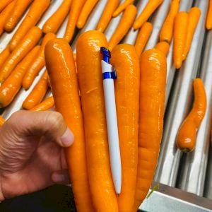 Carrot Nantaise