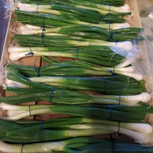 Spring Onion 