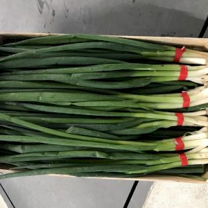Spring Onion 
