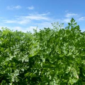 Chervil 