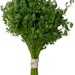 Chervil 