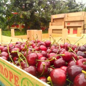 Cherry Bigarreau