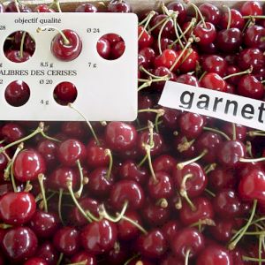 Cherry Bigarreau