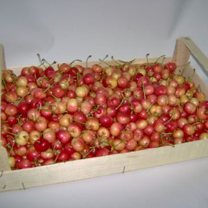 Cherry Primegiante