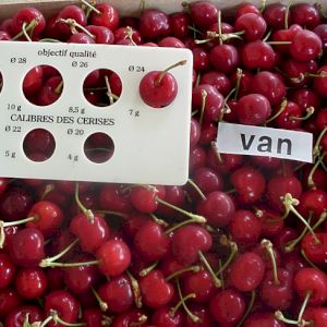 Cherry Van