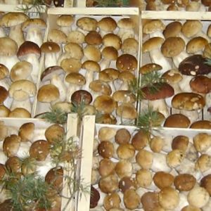 Mushroom Penny Bun