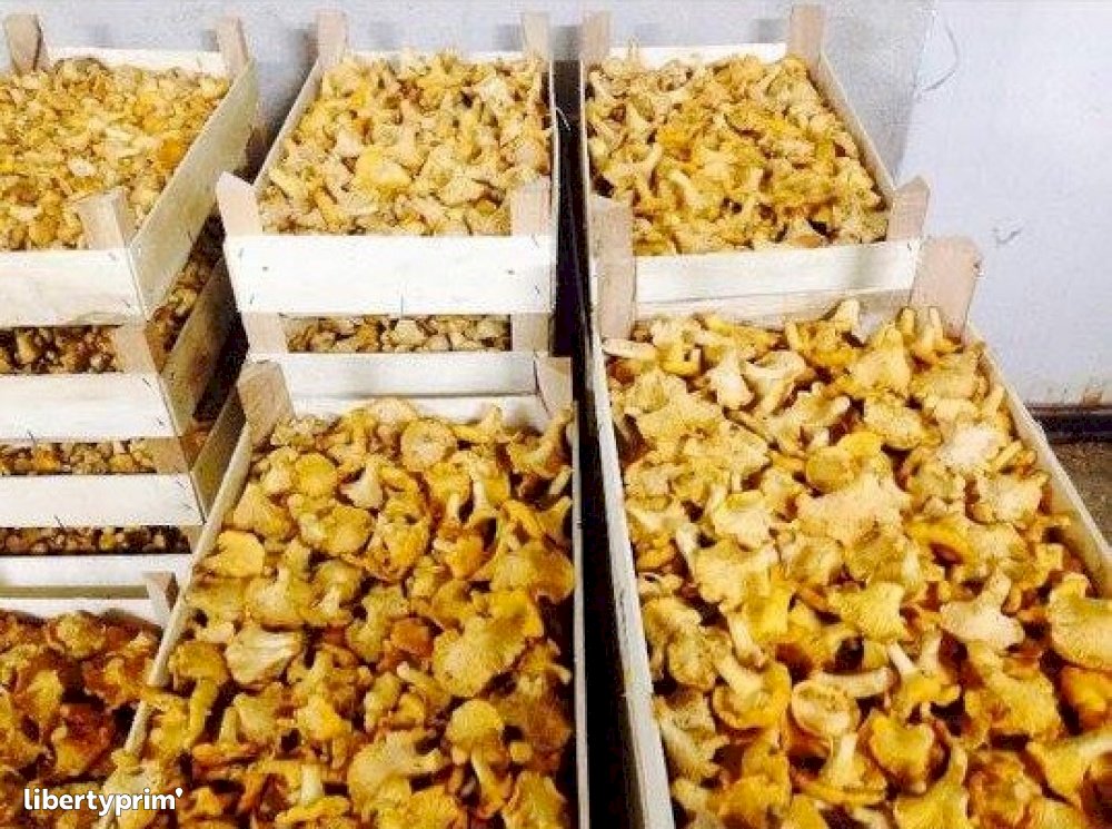 Champignon Girolle Macédoine Du Nord Import & Export Biofruit Libertyprim