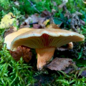 Mushroom Lactaire