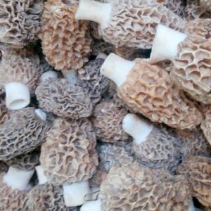 Mushroom Morel