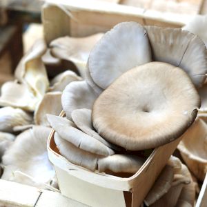 Mushroom Pleurote France