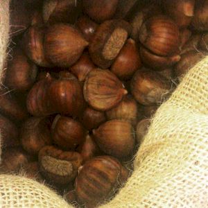 Sweet Chestnut 