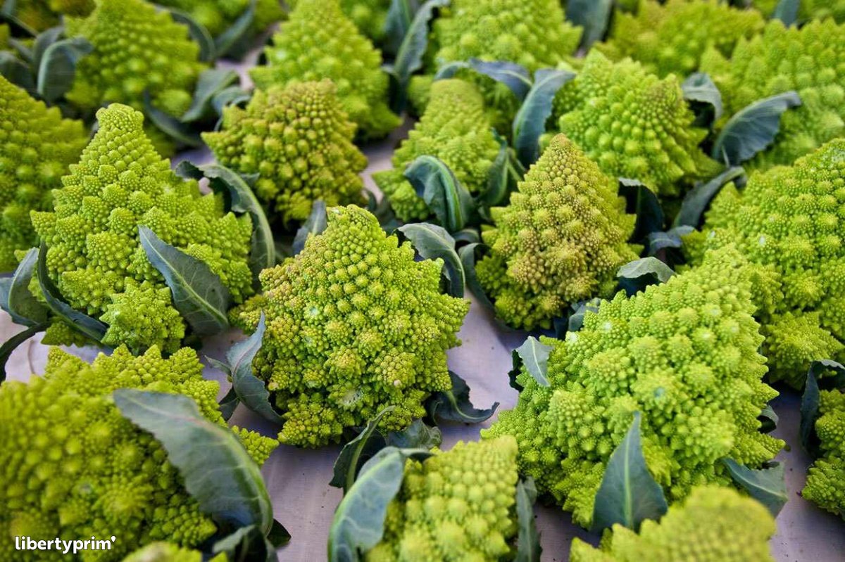 Cabbage Class 1 Spain Import & Export Miguel Acosta Calvo Libertyprim