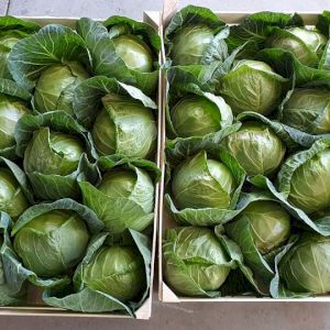 Cabbage Cabus