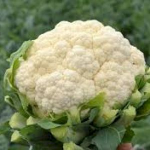 Cabbage Cauliflower