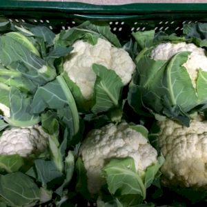 Cabbage Cauliflower