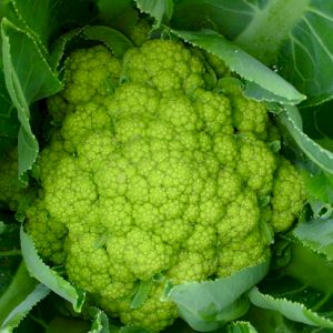 Cabbage Green Cauliflower