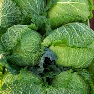 Cabbage Milan
