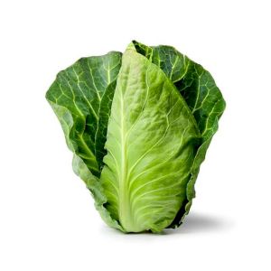 Cabbage Pointed