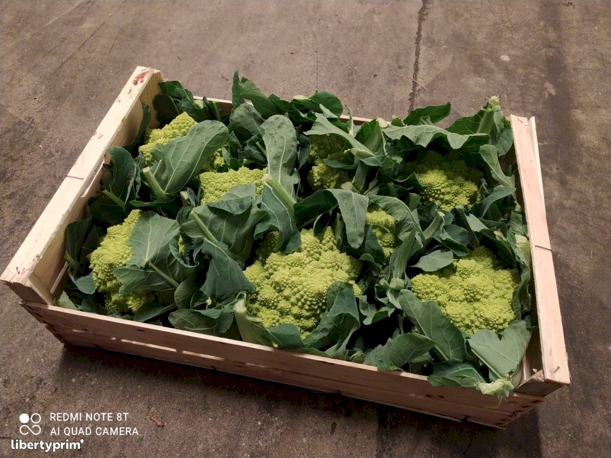 Cabbage Romanesco Broccoli Italy Conventional Grower Peruzzo Libertyprim