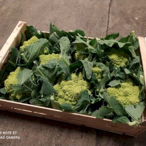 Cabbage Romanesco Broccoli