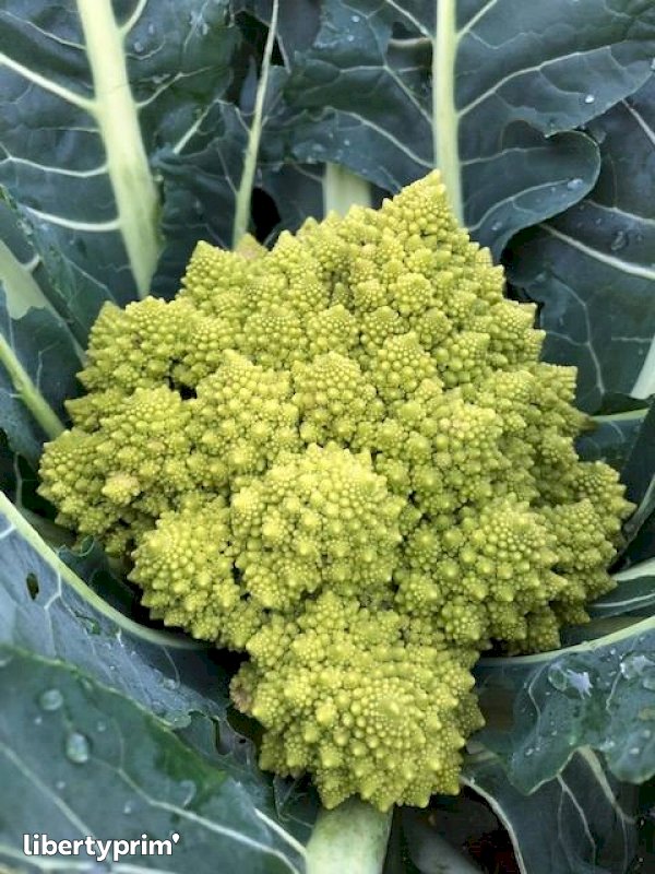 All Offers Cabbage Romanesco Broccoli Libertyprim