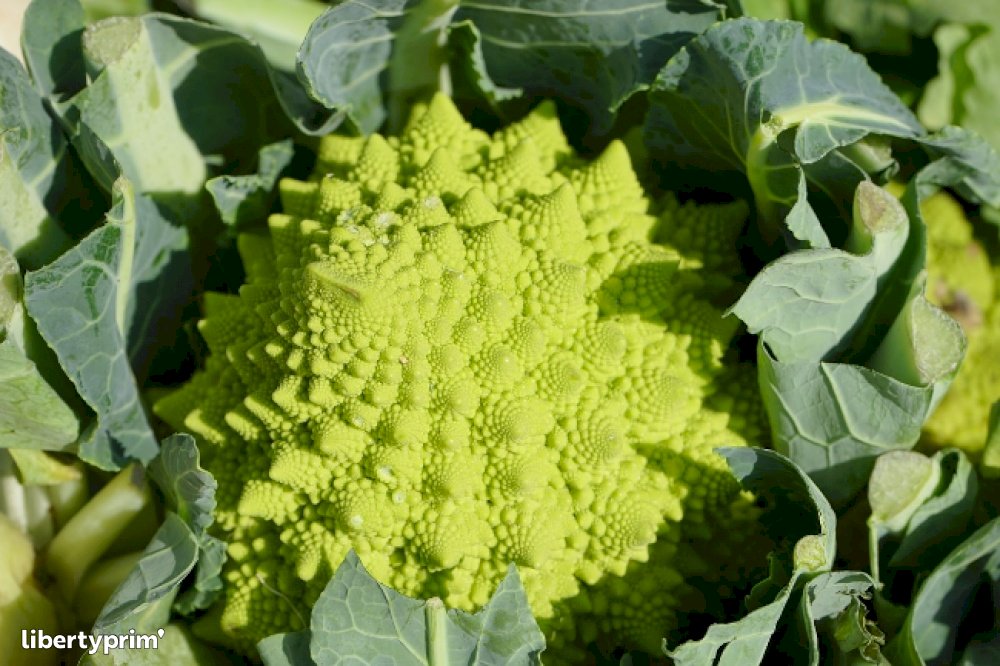 All Offers Cabbage Romanesco Broccoli Libertyprim