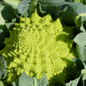 Cabbage Romanesco Broccoli