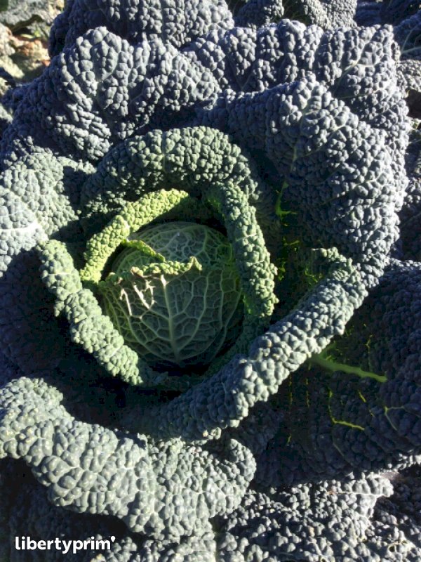 Cabbage Green Curly France Organic Grower LES VERGERS DES CABANES 