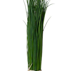 Cebollino 