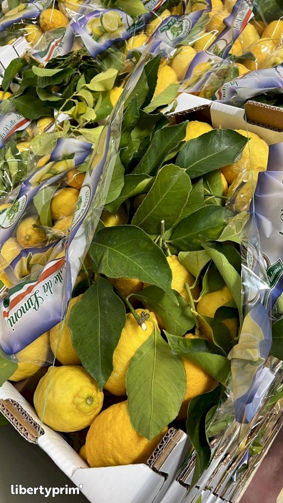 Lemon Class 1 Italy Conventional Grower - Peruzzo | Libertyprim