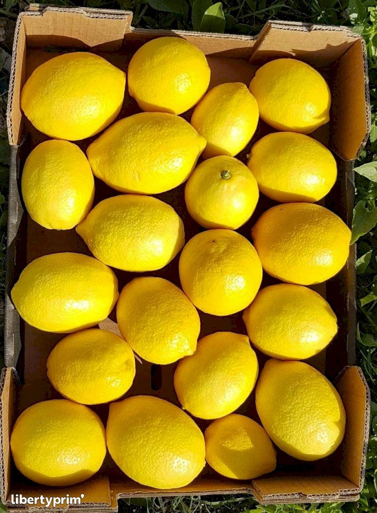 Lemon Eureka Extra Morocco Import & Export - ENNEA TROPHI | Libertyprim