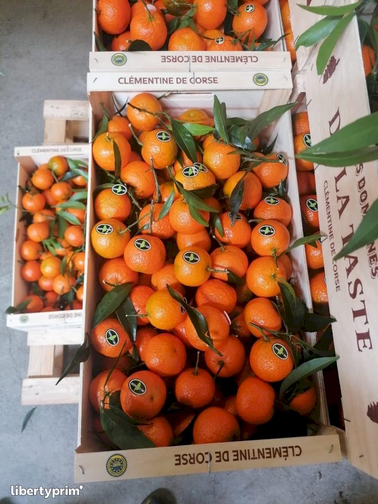 Clementin France Conventional Grower - Peruzzo | Libertyprim