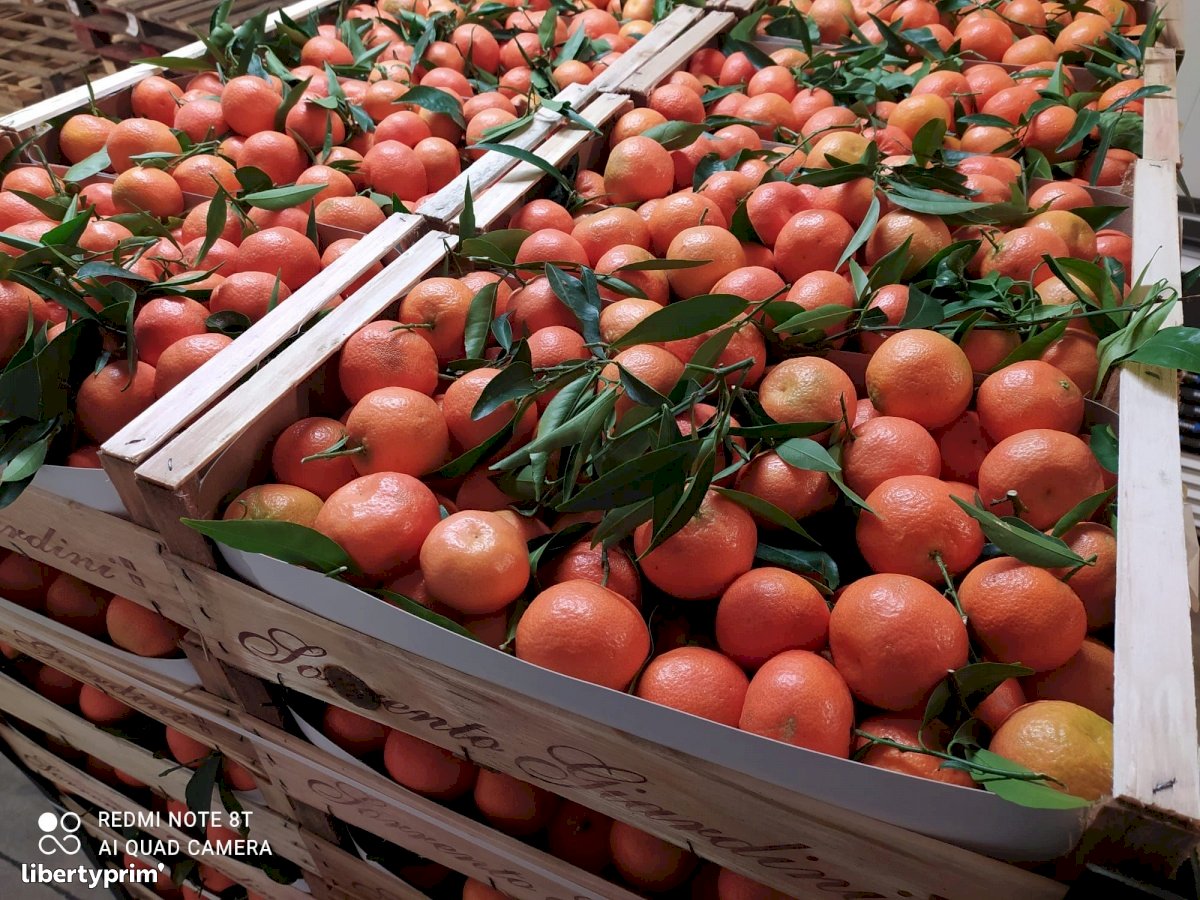 Clémentine Italie Producteur Conventionnel - Peruzzo | Libertyprim