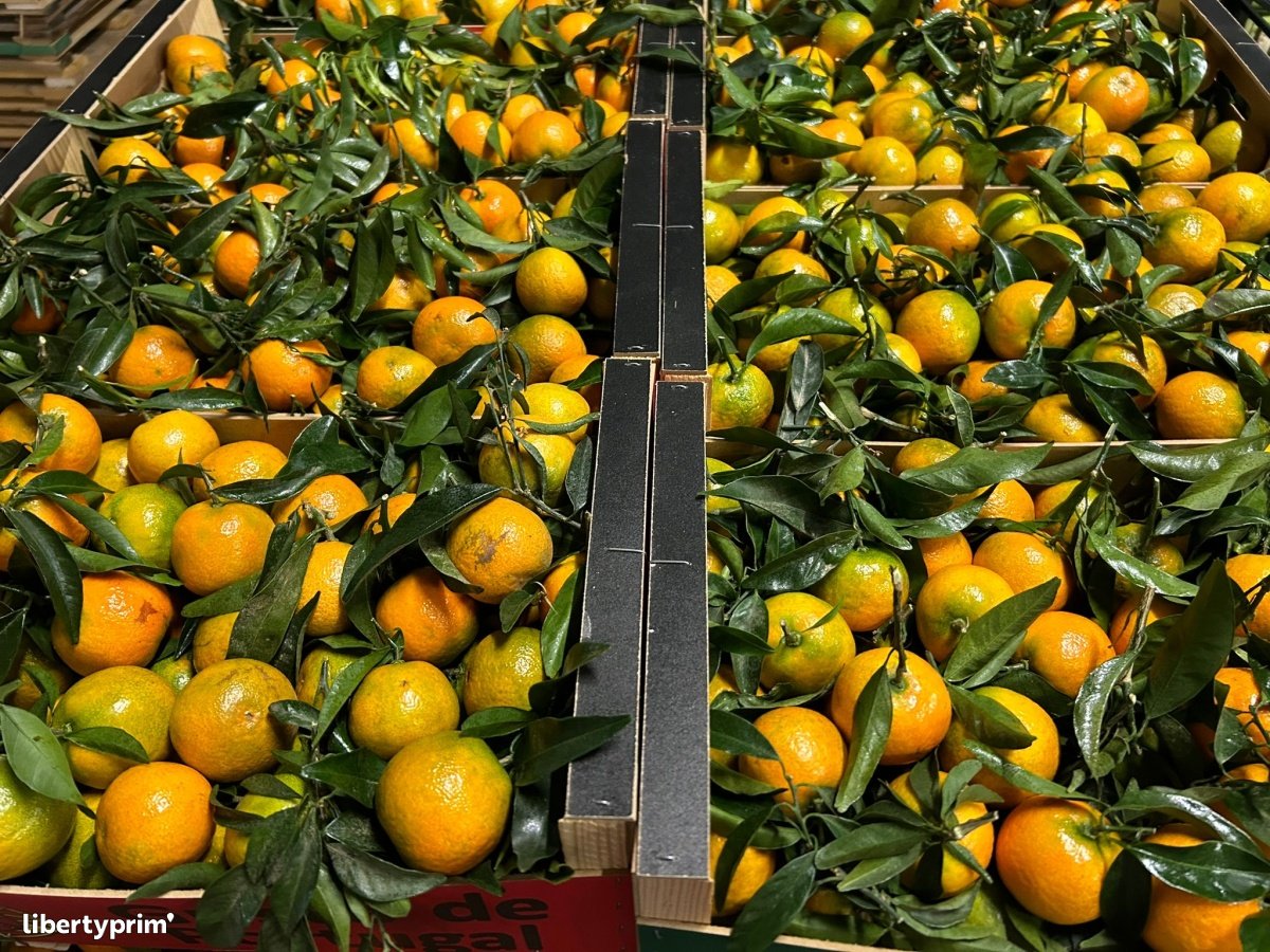 Clementin Clemenrubi Class 1 Portugal Shipper & Distributor - TERRE ...