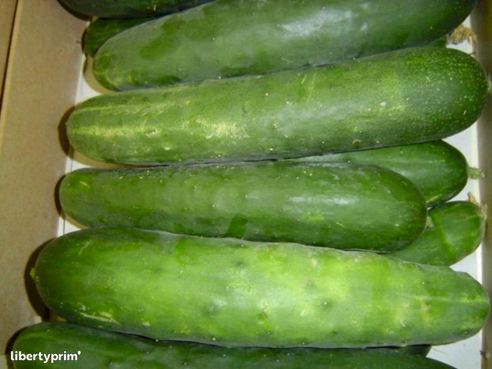 Cucumber Spiny France Organic Grower - AGROBIODROM | Libertyprim